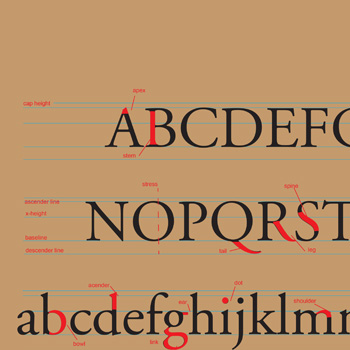 alphabet typography parts labeled